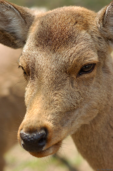 NaraPark_SikaDeer_Portrait_9914