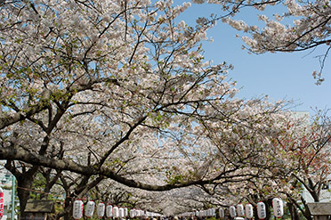 TsurugaokaHachimangu_Dankazura_0623