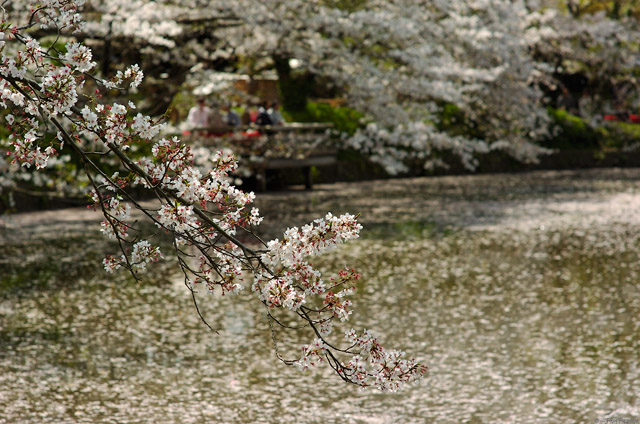 TsurugaokaHachimangu_Sakura_0656