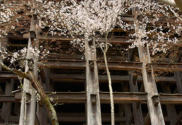 Kiyomizudera_Hondo_Scaffolding_9578