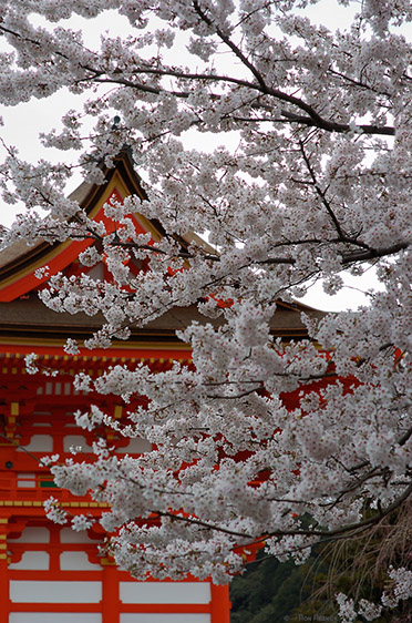Kiyomizudera_VermilionSakura_9587