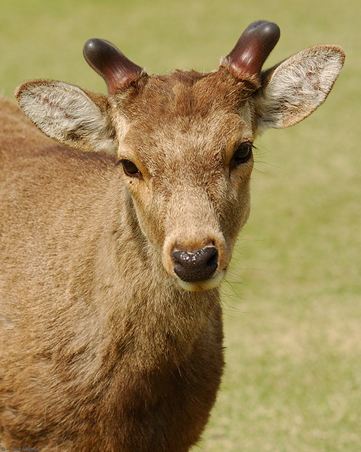 NaraPark_Deer_9773