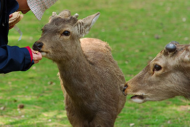 NaraPark_Deer_Crackers_9749