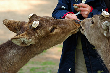 NaraPark_Deer_Crackers_9754