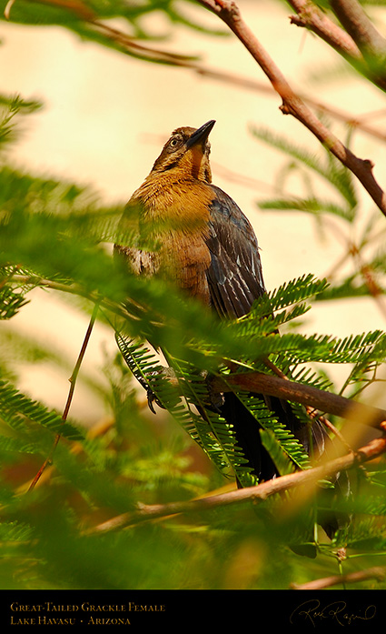 Great-TailedGrackle_Female_LakeHavasu_1904