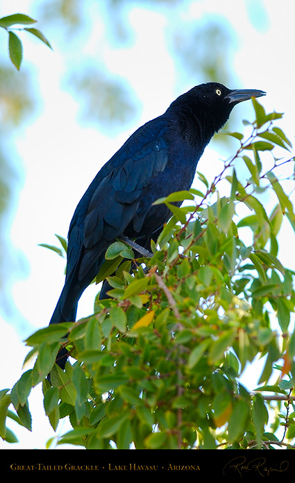 Great-Tailed_Grackle_LakeHavasu_1803
