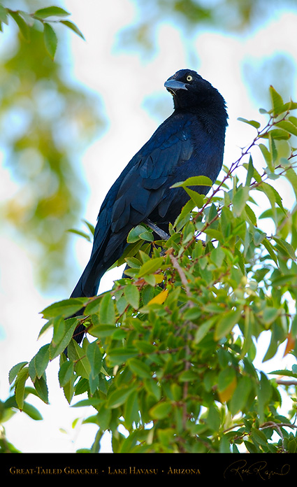 Great-Tailed_Grackle_LakeHavasu_1826