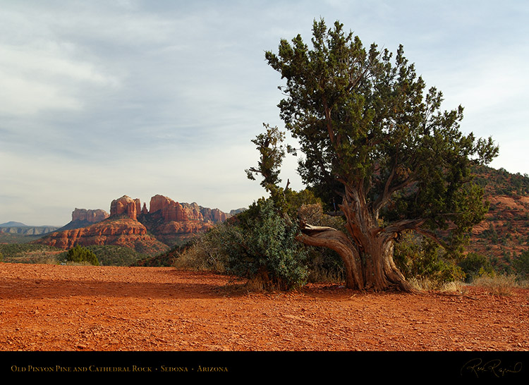 PinyonPine_CathedralRock_SedonaAZ_X0120