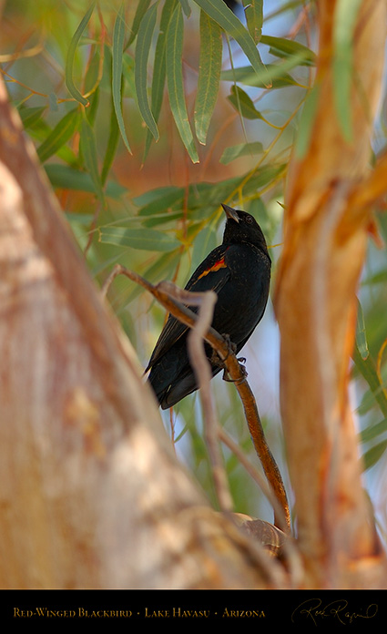 Red-Winged_Blackbird_LakeHavasu_1832