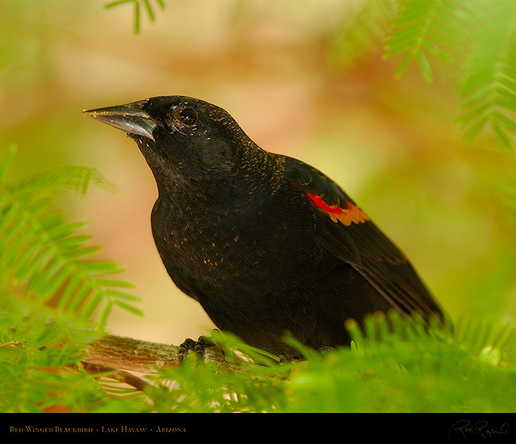 Red-Winged_Blackbird_LakeHavasu_1917M