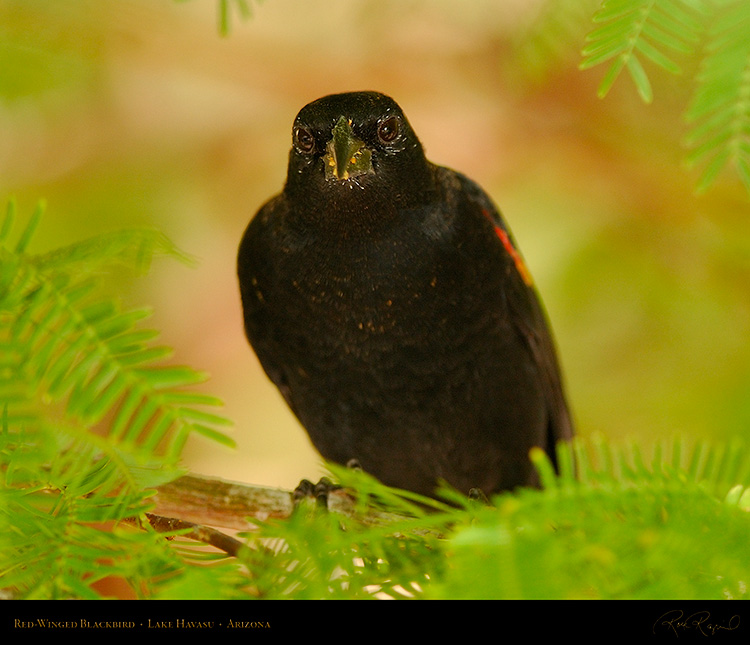 Red-Winged_Blackbird_LakeHavasu_1924M
