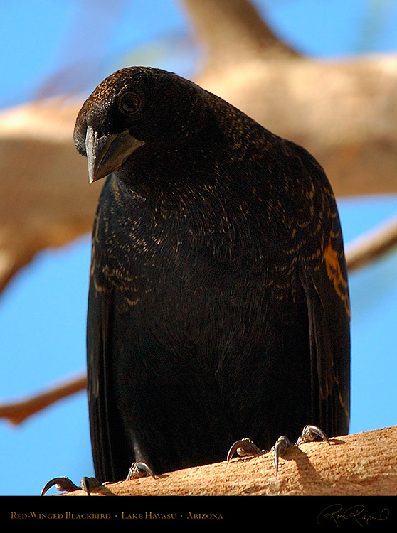Red-Winged_Blackbird_LakeHavasu_1941c
