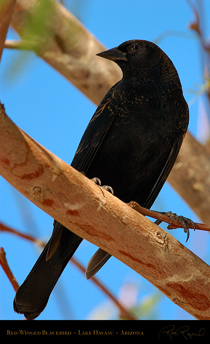 Red-Winged_Blackbird_LakeHavasu_1942