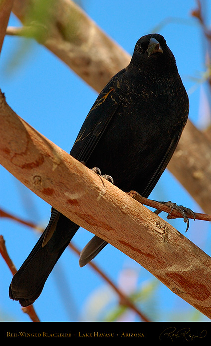 Red-Winged_Blackbird_LakeHavasu_1947