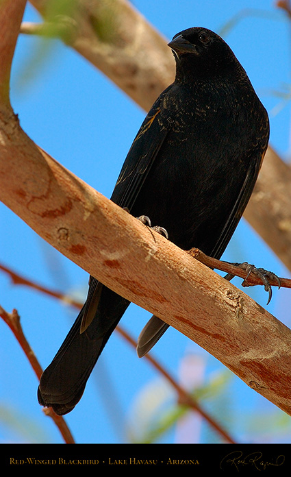Red-Winged_Blackbird_LakeHavasu_1953