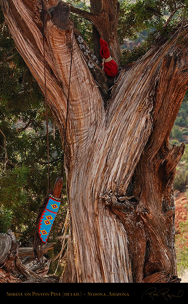 ShrineDetail_PinyonPine_SedonaAZ_X0122