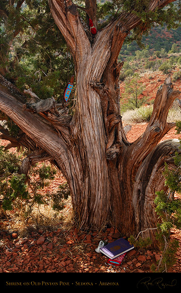 Shrine_PinyonPine_SedonaAZ_X0122