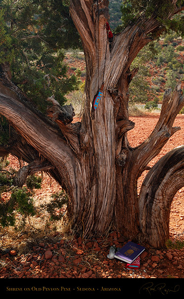 Shrine_PinyonPine_SedonaAZ_X0125