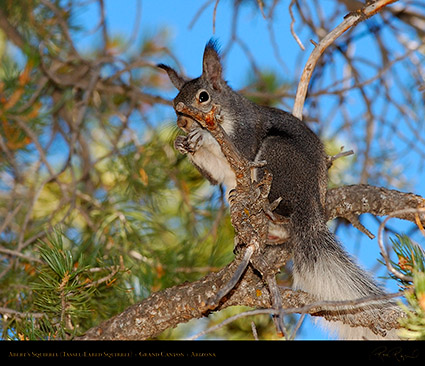 AbertsSquirrel_GrandCanyon_1590M