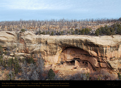 Mesa_Verde_Oak_Tree_House_X9741