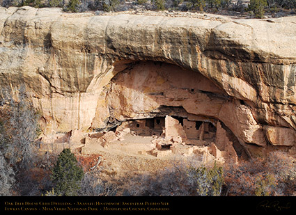 Mesa_Verde_Oak_Tree_House_X9744