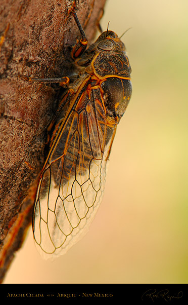 Apache_Cicada_X5560