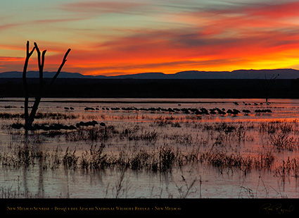 Bosque_del_Apache_Dawn_6487