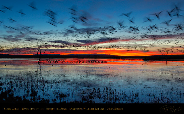 Bosque_del_Apache_Dawn_Flyout_X8728