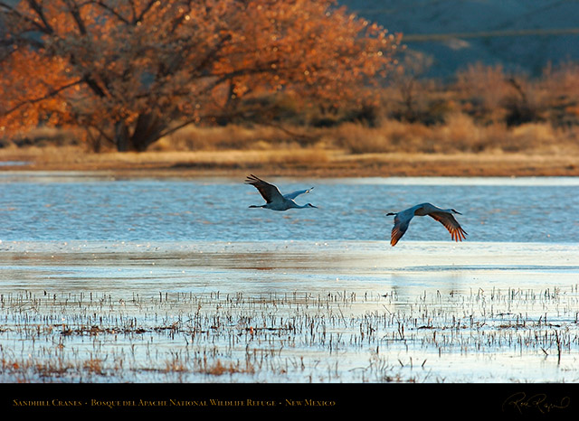 Bosque_del_Apache_Sandhill_Cranes_2328