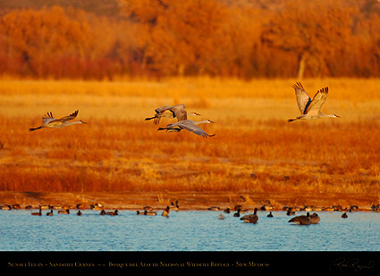 Bosque_del_Apache_Sandhills_at_Sunset_HS0430