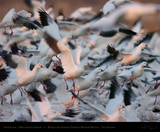 Snow_Geese_Flyout_Frenzy_2316c