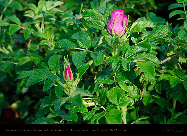 Emerging_Rosebuds_Fuller_Lodge_X5342