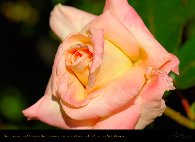 Rose_Portrait_Fuller_Lodge_X5340