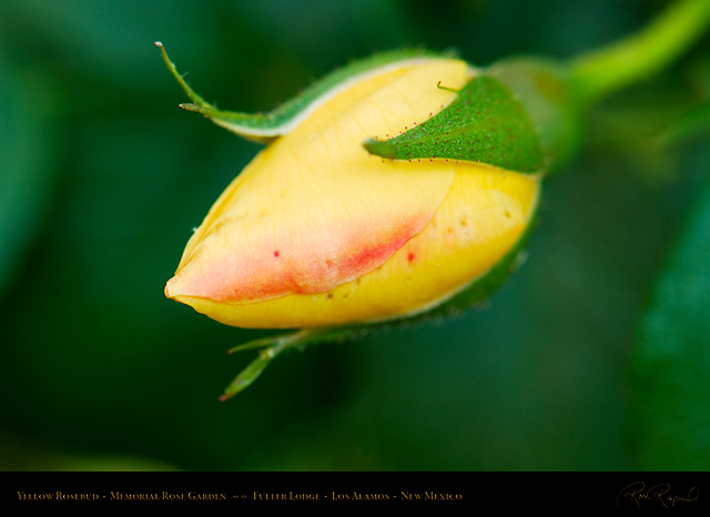 Yellow_Rosebud_Fuller_Lodge_X5353