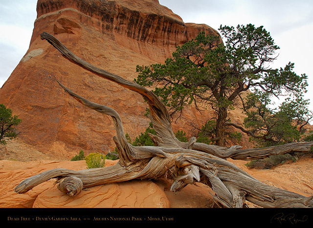 Dead_Tree_Devils_Garden_Arches_NP_X2397