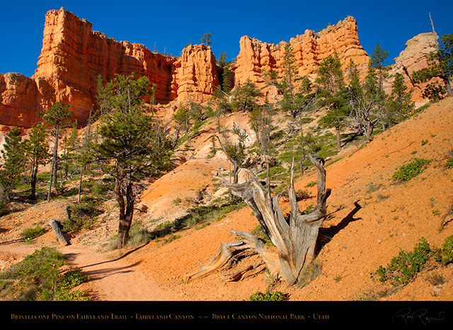 Bryce_Canyon_Fairyland_Trail_X1812
