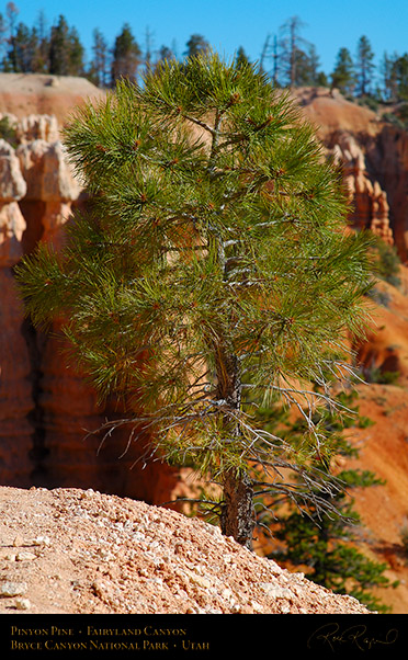 Bryce_Canyon_Pinyon_Pine_Fairyland_X1852