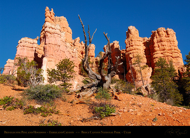 Bryce_Canyon_Bristlecone_and_Hoodoos_in_Fairyland_X1823