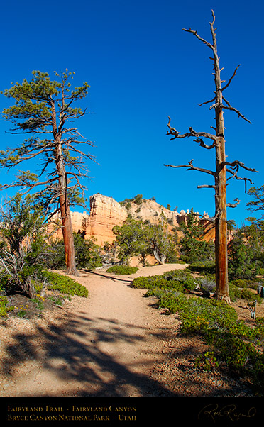 Bryce_Canyon_Fairyland_Trail_X1844