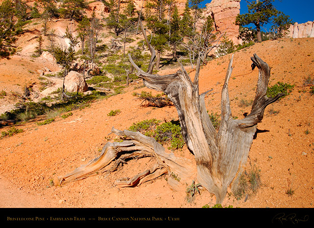 Bryce_Canyon_Bristlecone_Pine_Fairyland_Trail_X1816