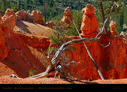 Bryce_Canyon_Dead_Tree_Queens_Garden_X2075