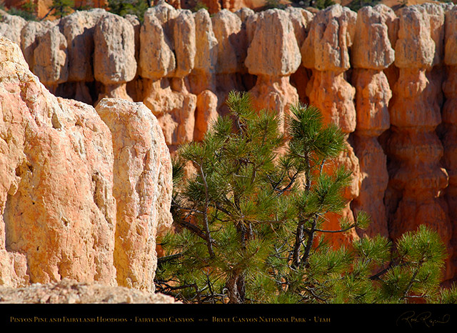 Bryce_Canyon_Pinyon_Pine_Fairyland_Hoodoos_X1853