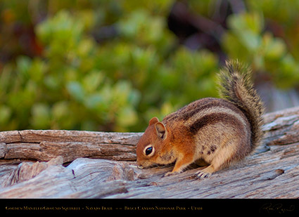 Golden-Mantled_Squirrel_Bryce_Canyon_X2014