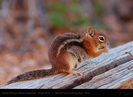 Golden-Mantled_Squirrel_Bryce_Canyon_X2018