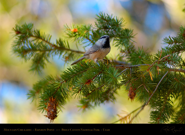 Mountain_Chickadee_Bryce_Canyon_0534