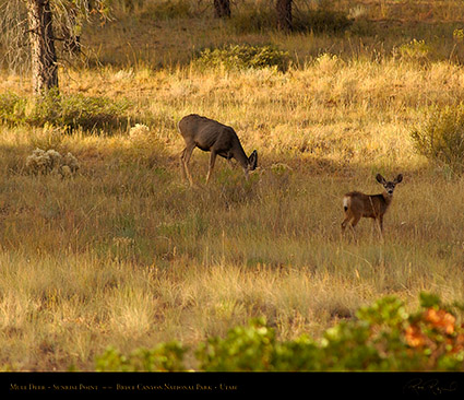 Mule_Deer_Bryce_Canyon_1776