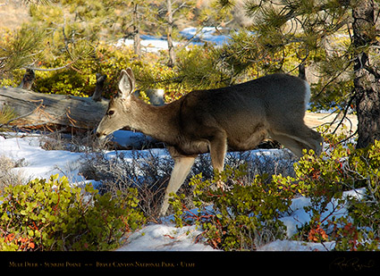 Mule_Deer_Bryce_Canyon_5438