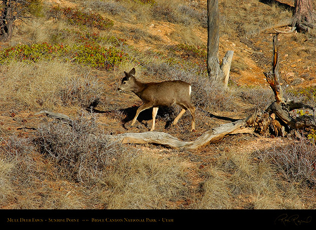 Mule_Deer_Fawn_Bryce_Canyon_5449