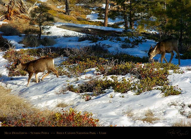 Mule_Deer_Fawns_Bryce_Canyon_5447