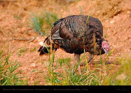 Wild_Turkey_Bryce_Canyon_1761